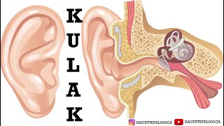 İşitme Duyusu Ve Kulak by murat kaya - Illustrated by Mesut Dayaüç      11/D      415 - Ourboox.com