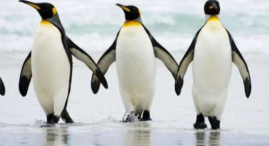 البطاريق by aml khmaise - Illustrated by امل خمايسي  - Ourboox.com