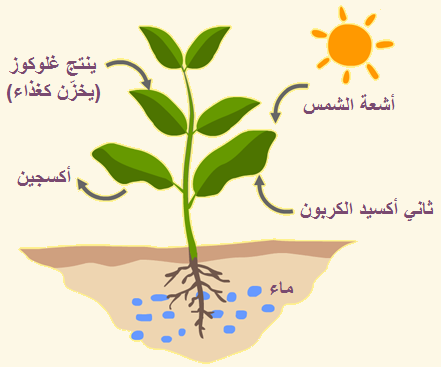 הטבע by mariam hmaush - Ourboox.com