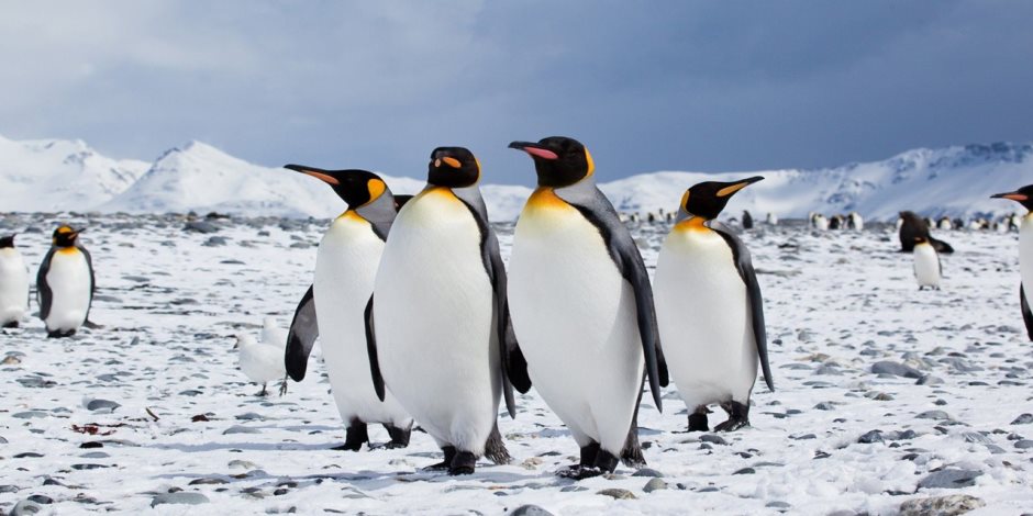 البطاريق by Amal khamaisi - Illustrated by aml khmaise  - Ourboox.com