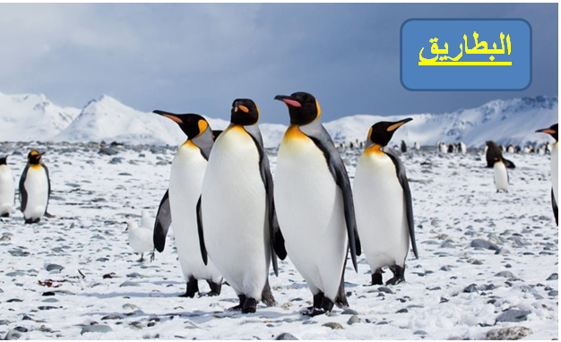 البطاريق by Amal khamaisi - Illustrated by aml khmaise  - Ourboox.com