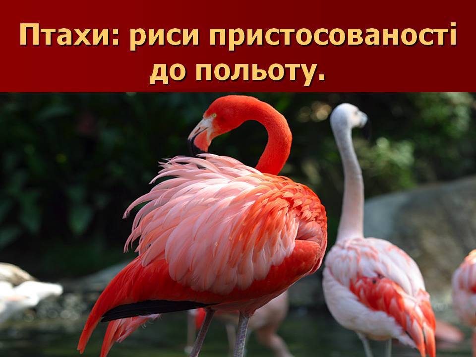 Птахи by Pidgorodetska Olena - Ourboox.com