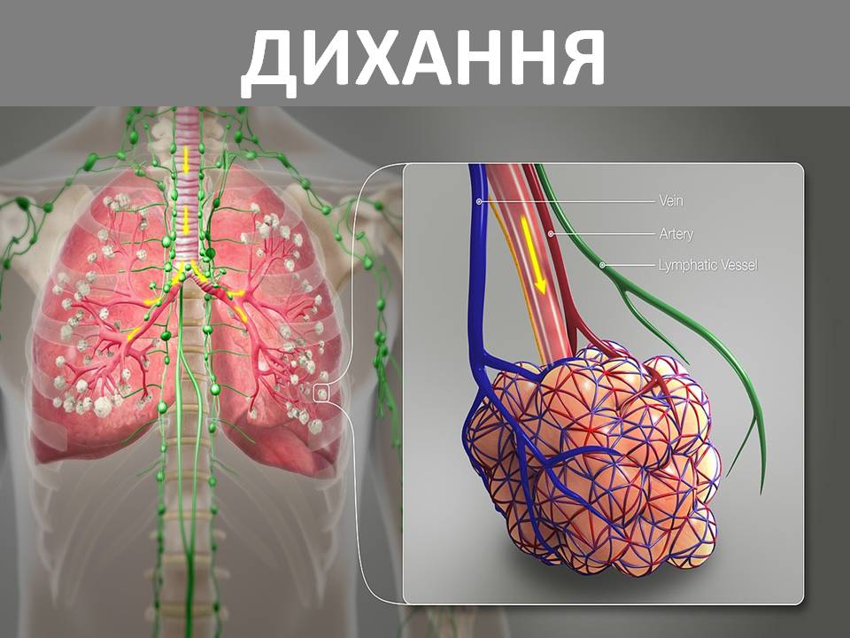 Дихання by Pidgorodetska Olena - Ourboox.com