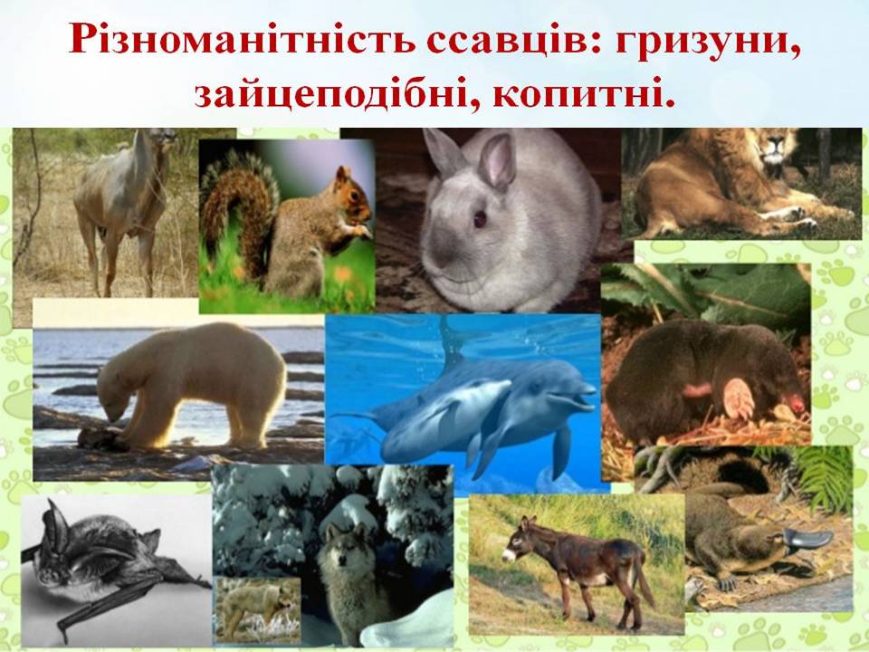 Різноманітність ссавців: гризуни, зайцеподібні, копитні. by Pidgorodetska Olena - Ourboox.com