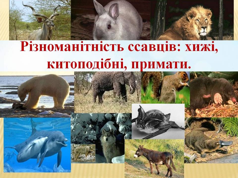 Різноманітність ссавців: хижі, китоподібні, примати. by Pidgorodetska Olena - Ourboox.com