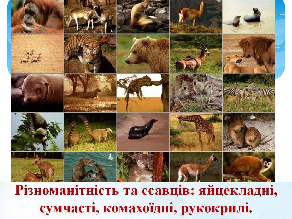 Різноманітність ссавців by Pidgorodetska Olena - Ourboox.com