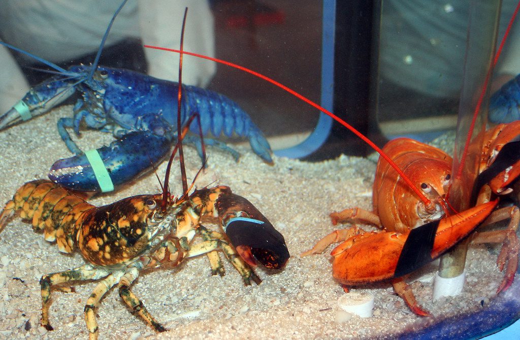 The Last Dance by Mel Rosenberg - מל רוזנברג - Ourboox.com