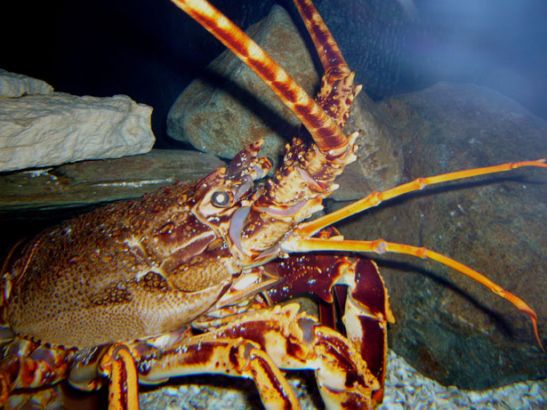 Mel’s Ten Tips on Choosing a Lobster by Mel Rosenberg - מל רוזנברג - Ourboox.com