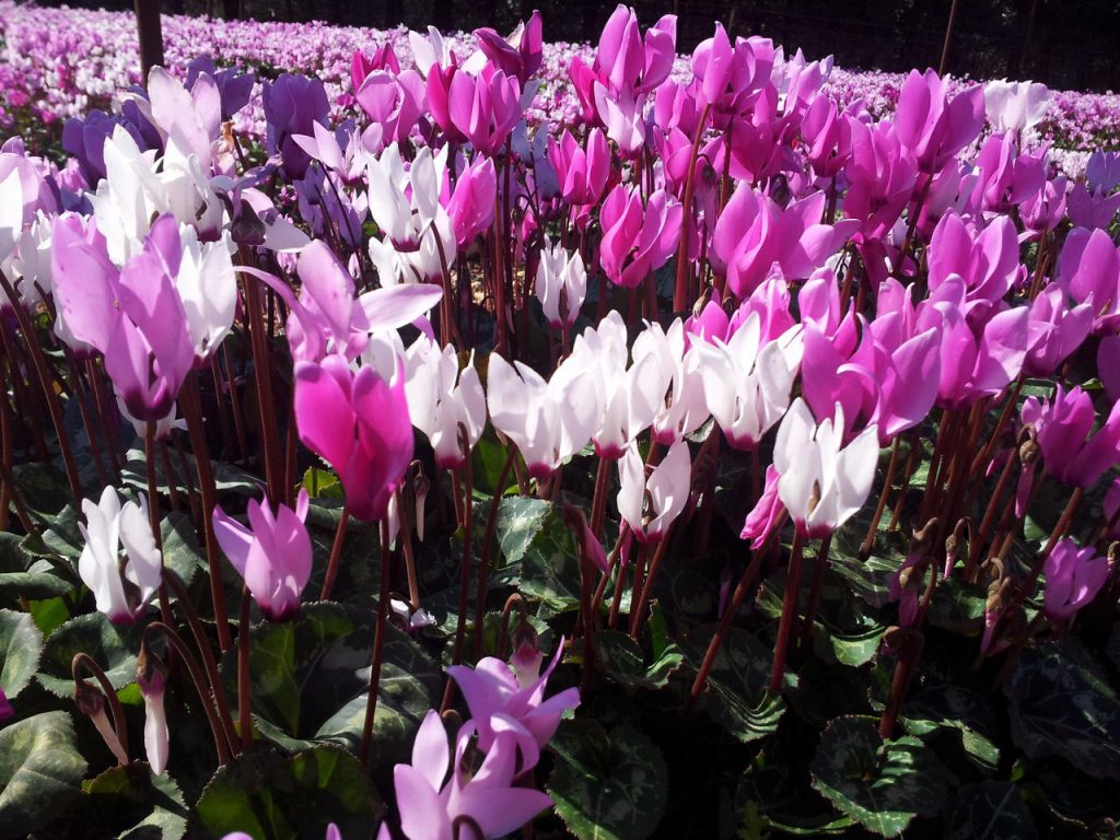 פרחי החורף בישראל by mali - Illustrated by מלי גרשון  והאגר אלקרם - Ourboox.com