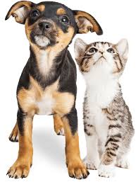 החיה והקול שהיא משמיעה by naomi - Illustrated by תעיזי נעמי - Ourboox.com