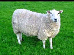 החיה והקול שהיא משמיעה by naomi - Illustrated by תעיזי נעמי - Ourboox.com