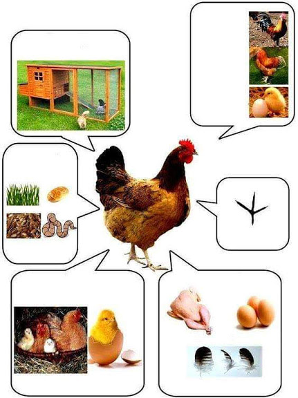 Домашни животни by Georgieva - Ourboox.com