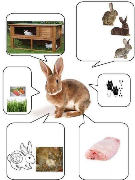 Домашни животни by Georgieva - Ourboox.com