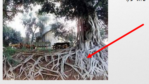 מבנה העץ by AYULA - Ourboox.com