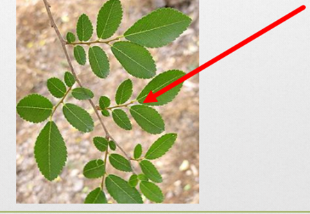 מבנה העץ by AYULA - Ourboox.com