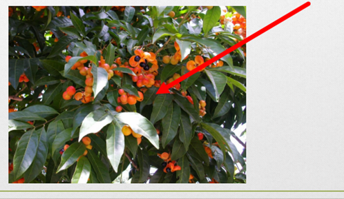 מבנה העץ by AYULA - Ourboox.com