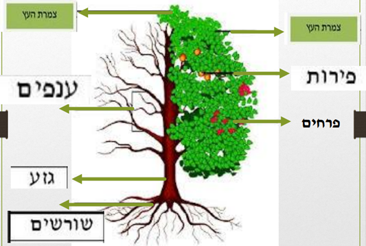מבנה העץ by AYULA - Ourboox.com