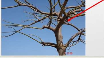 מבנה העץ by AYULA - Ourboox.com