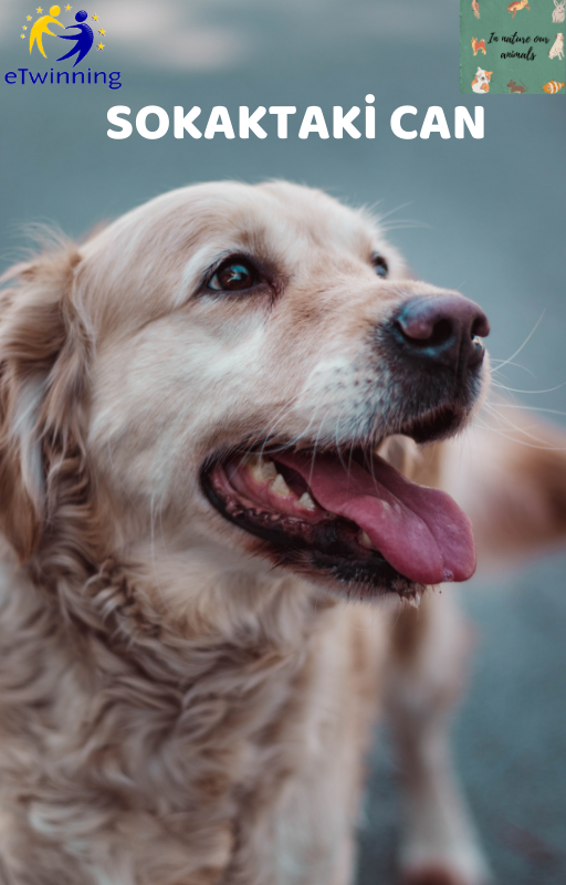 SOKAKTAKİ CAN by yaşarberk - Ourboox.com