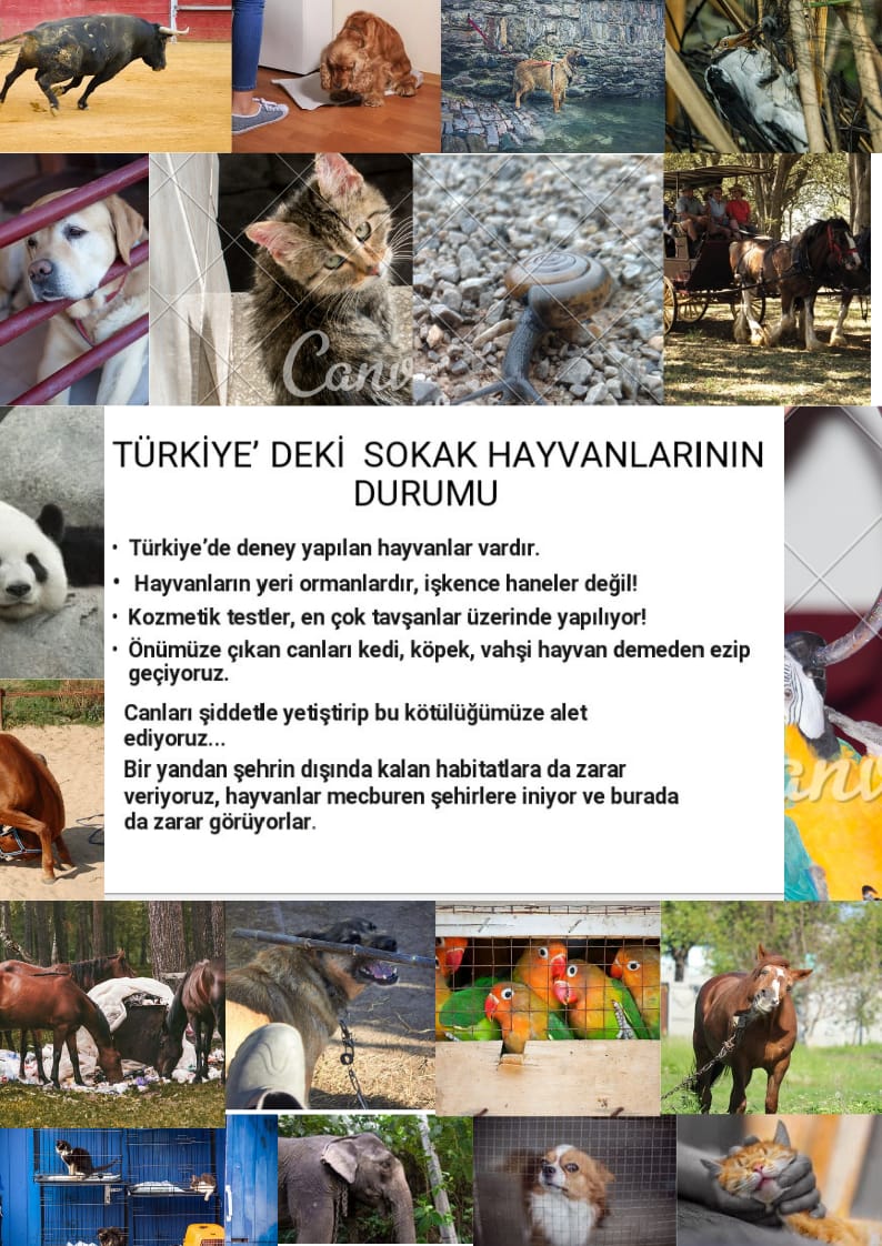 SOKAKTAKİ CAN by yaşarberk - Ourboox.com
