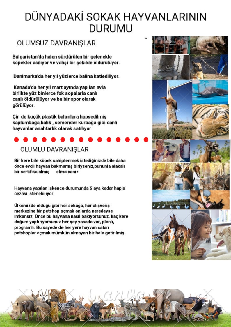 SOKAKTAKİ CAN by yaşarberk - Ourboox.com