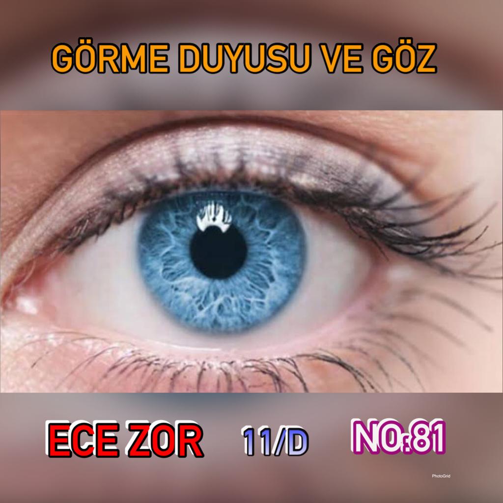 ECE ZOR