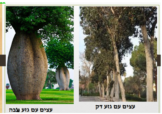 מבנה העץ by AYULA - Ourboox.com