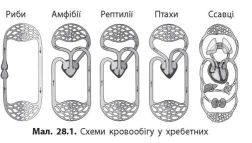 Кров 7клас by Pidgorodetska Olena - Ourboox.com
