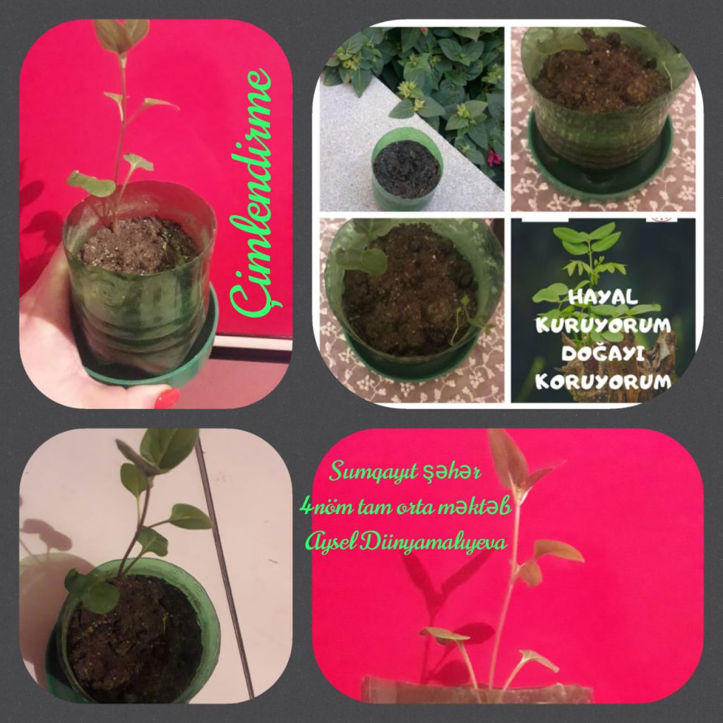 Hayal Kuruyorum Doğayı Koruyorum Aralık Ayı Çalışmalarımız by Fatma Rüzgar - Ourboox.com