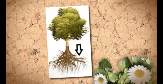 מבנה העץ by AYULA - Ourboox.com