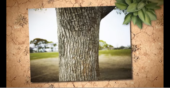 מבנה העץ by AYULA - Ourboox.com