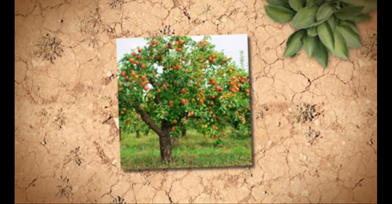 מבנה העץ by AYULA - Ourboox.com