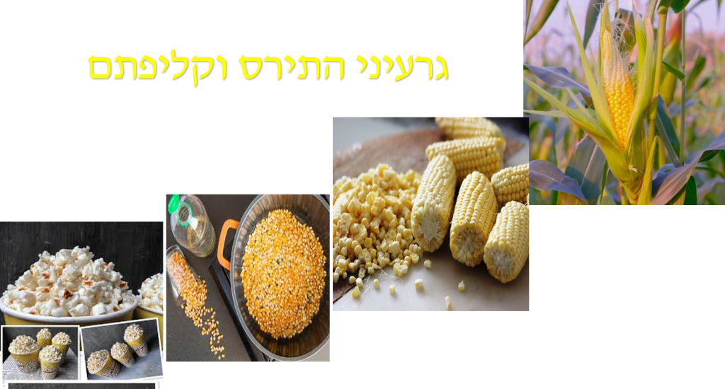 גרעיני התירס וקליפתם by raba khair besan - Illustrated by raba khair besan - رابعة خير بيسان - Ourboox.com