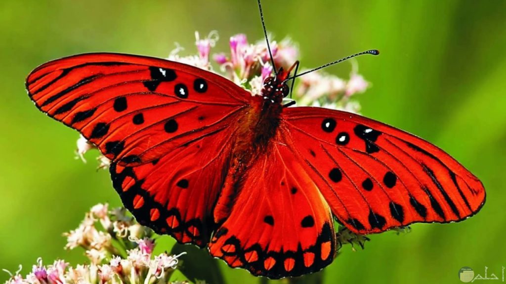 فصول السنة الأربعة by alaa joron - Illustrated by آلاء جرن & تامر كبها   - Ourboox.com