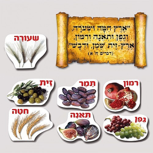 ט”ו בשבט – גלגולו של חג by dorit gerner fima - Ourboox.com
