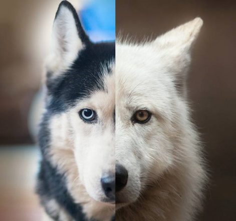 THE DOG AND THE WOLF by tala - Ourboox.com