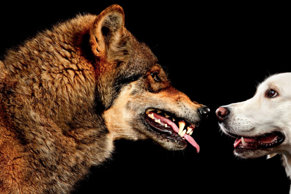 THE DOG AND THE WOLF by tala - Ourboox.com
