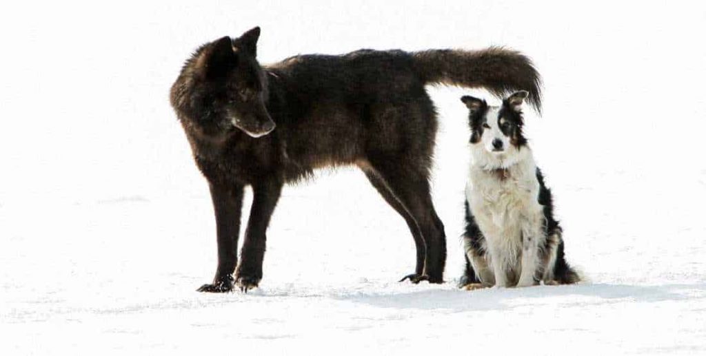 THE DOG AND THE WOLF by tala - Ourboox.com