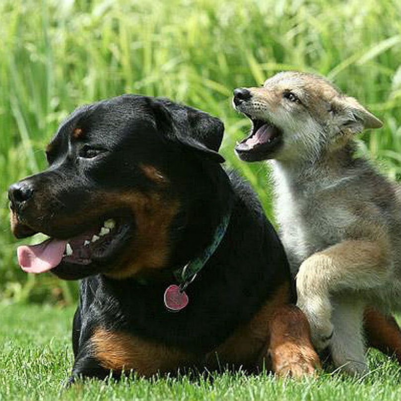 THE DOG AND THE WOLF by tala - Ourboox.com