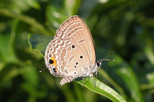Butterflies Of Delhi by Chaitanya Panjwani - Ourboox.com