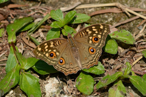 Butterflies Of Delhi by Chaitanya Panjwani - Ourboox.com