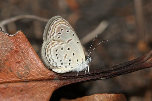 Butterflies Of Delhi by Chaitanya Panjwani - Ourboox.com