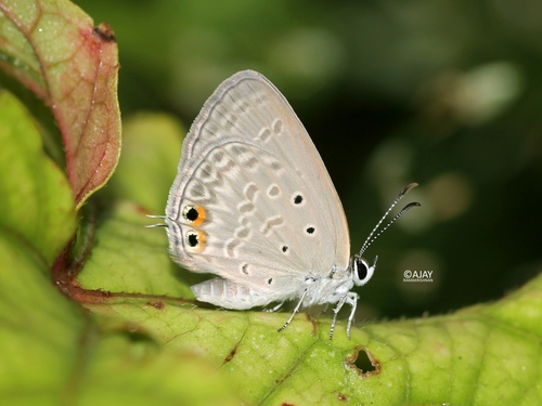 Butterflies Of Delhi by Chaitanya Panjwani - Ourboox.com