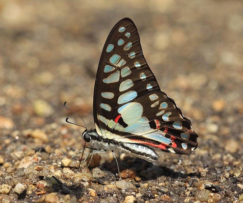 Butterflies Of Delhi by Chaitanya Panjwani - Ourboox.com