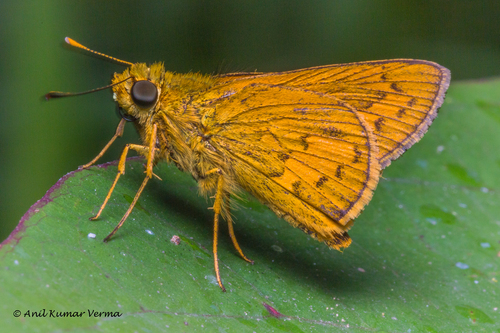 Butterflies Of Delhi by Chaitanya Panjwani - Ourboox.com