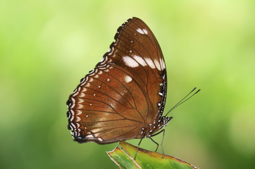 Butterflies Of Delhi by Chaitanya Panjwani - Ourboox.com
