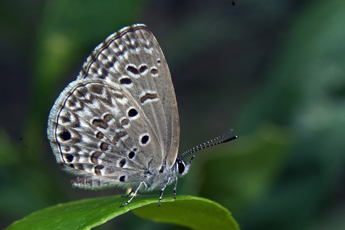 Butterflies Of Delhi by Chaitanya Panjwani - Ourboox.com