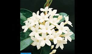 زهرة الياسمين by mohameed - Ourboox.com