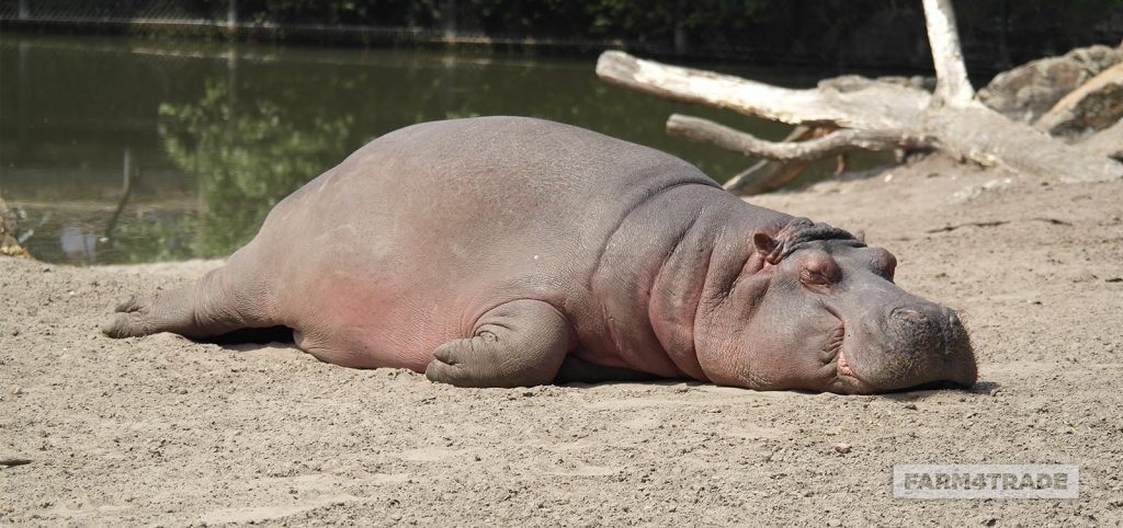 The Teacher and The Cow by Rachael Smith - Ourboox.com