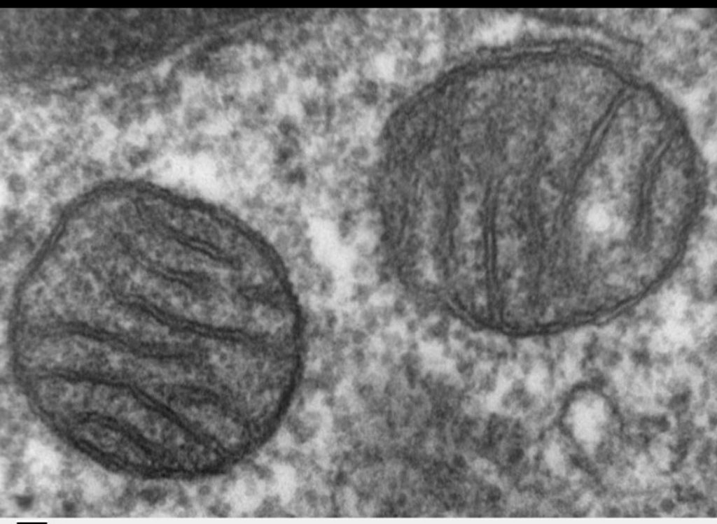 מיטוכונדריה-נושמון by noam grossman - Ourboox.com